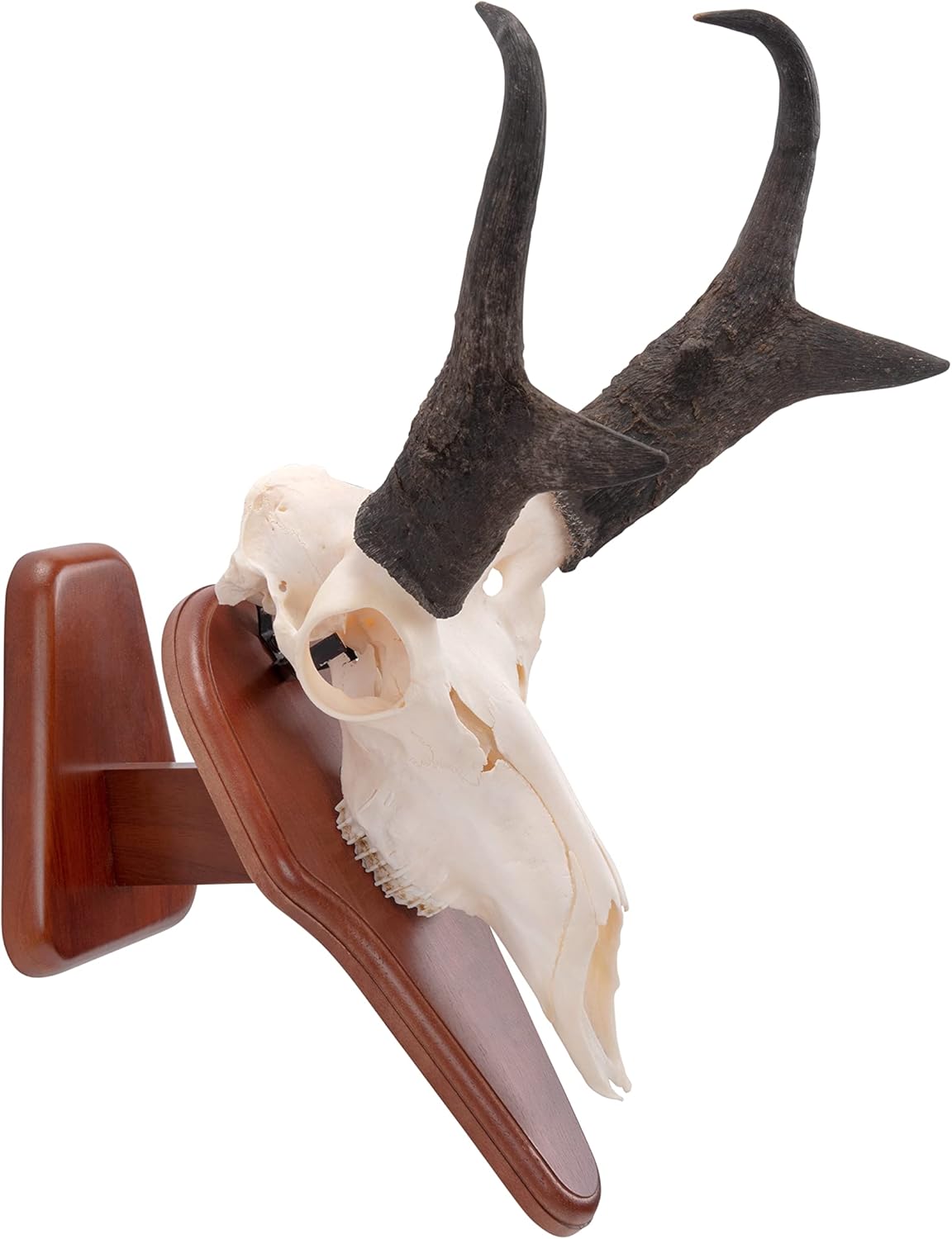 Allen Company EZ Skull Mount Presentation Pedestal & Plaque