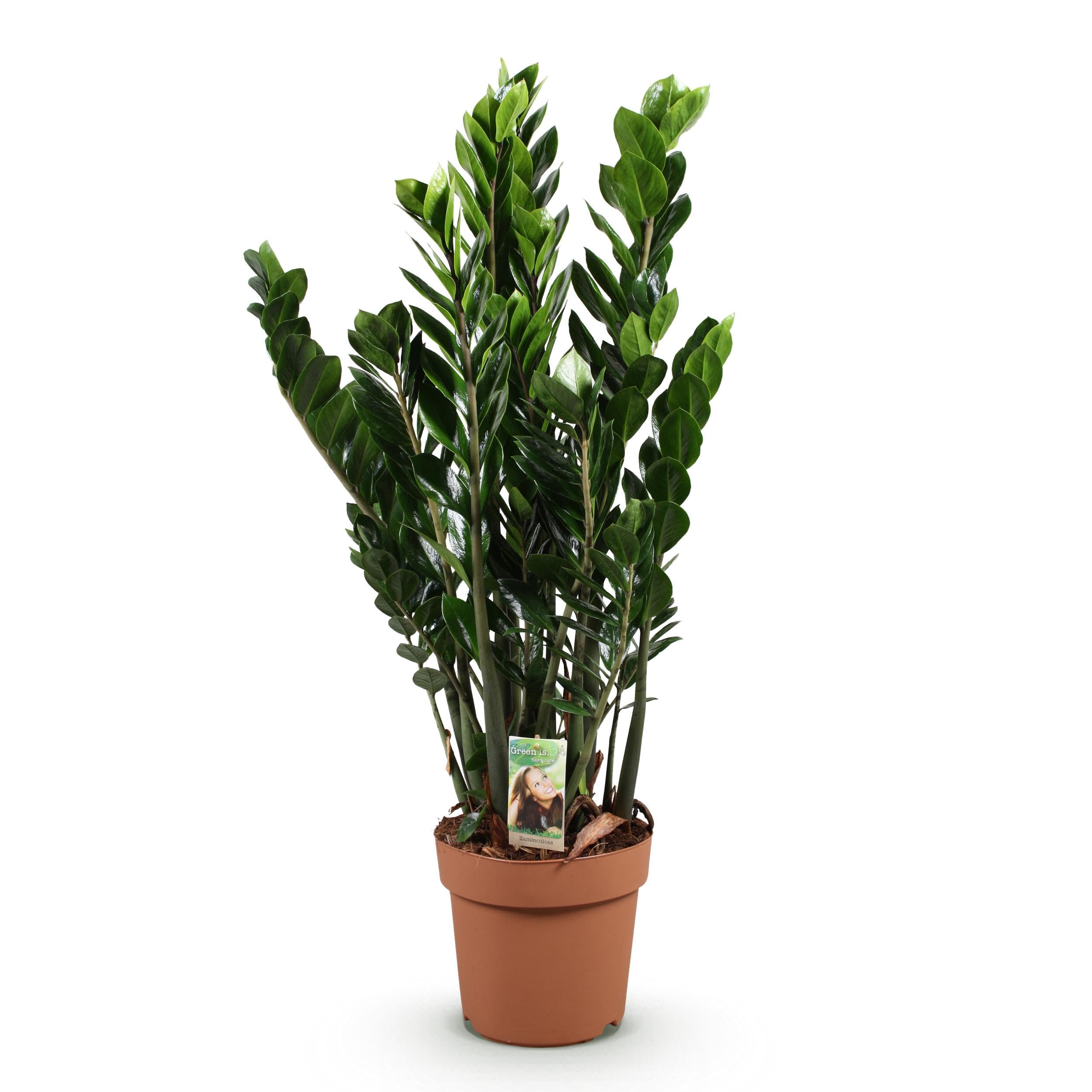 Zamioculcas - ZZ plant - Pflegeleicht - Grün - 80-90cm - Ø21cm - Zimmerpflanze - Immergrün