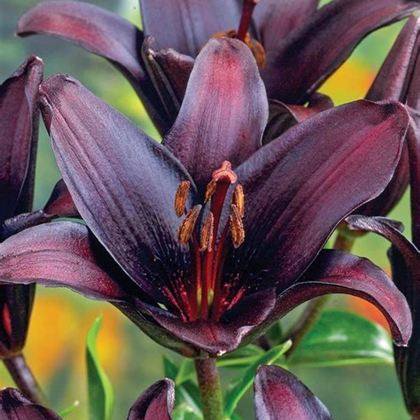 Lily Bulbs for Planting Now UK Perennial Excellent Display Plant Bulbs Greening Flower Ornamental Good for Containers Natural Organic Perennial Easy Plant-4bulbs-H