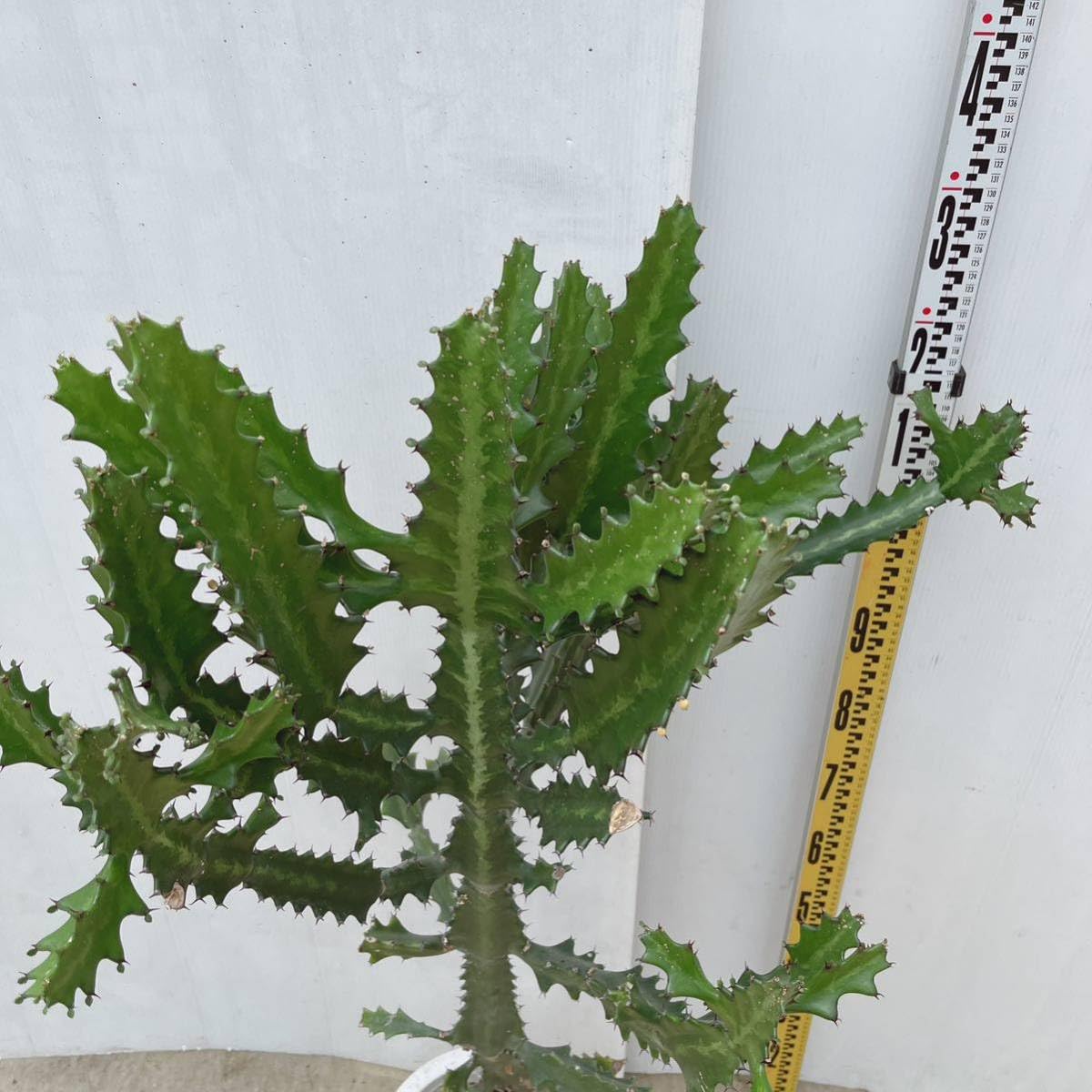 わ*様 多肉植物 ユーフォルビア 3.5寸8種8鉢 観葉植物