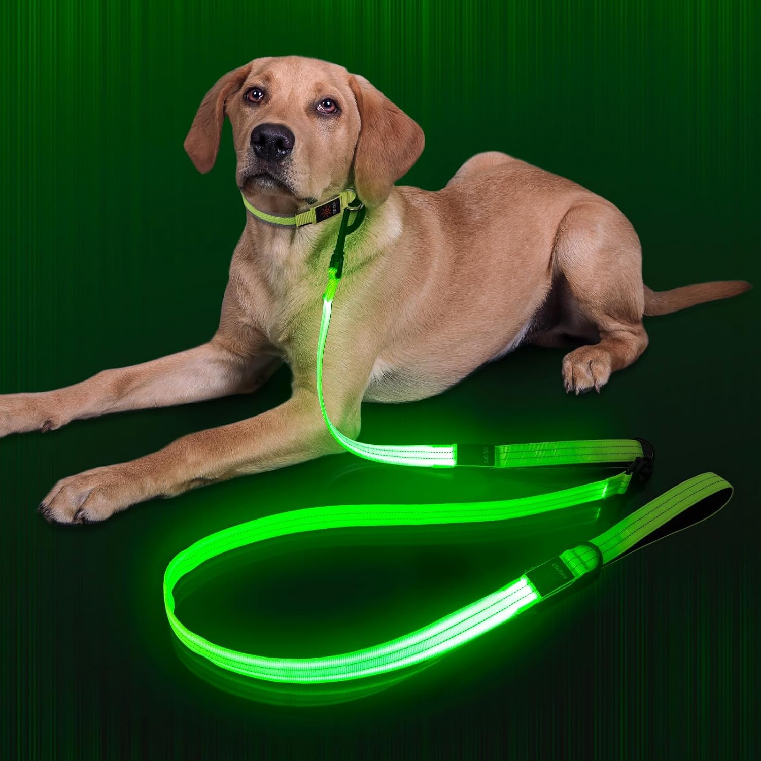 Light Up Dog Leash