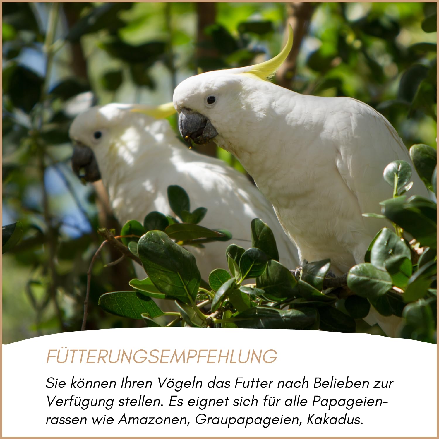 Supravit Papageienfutter 20kg – Premium Futtermischung für Papageien Aller Arten | Saaten- & Körnermischung | hochwertiges Vogel-Futter aus Deutschland