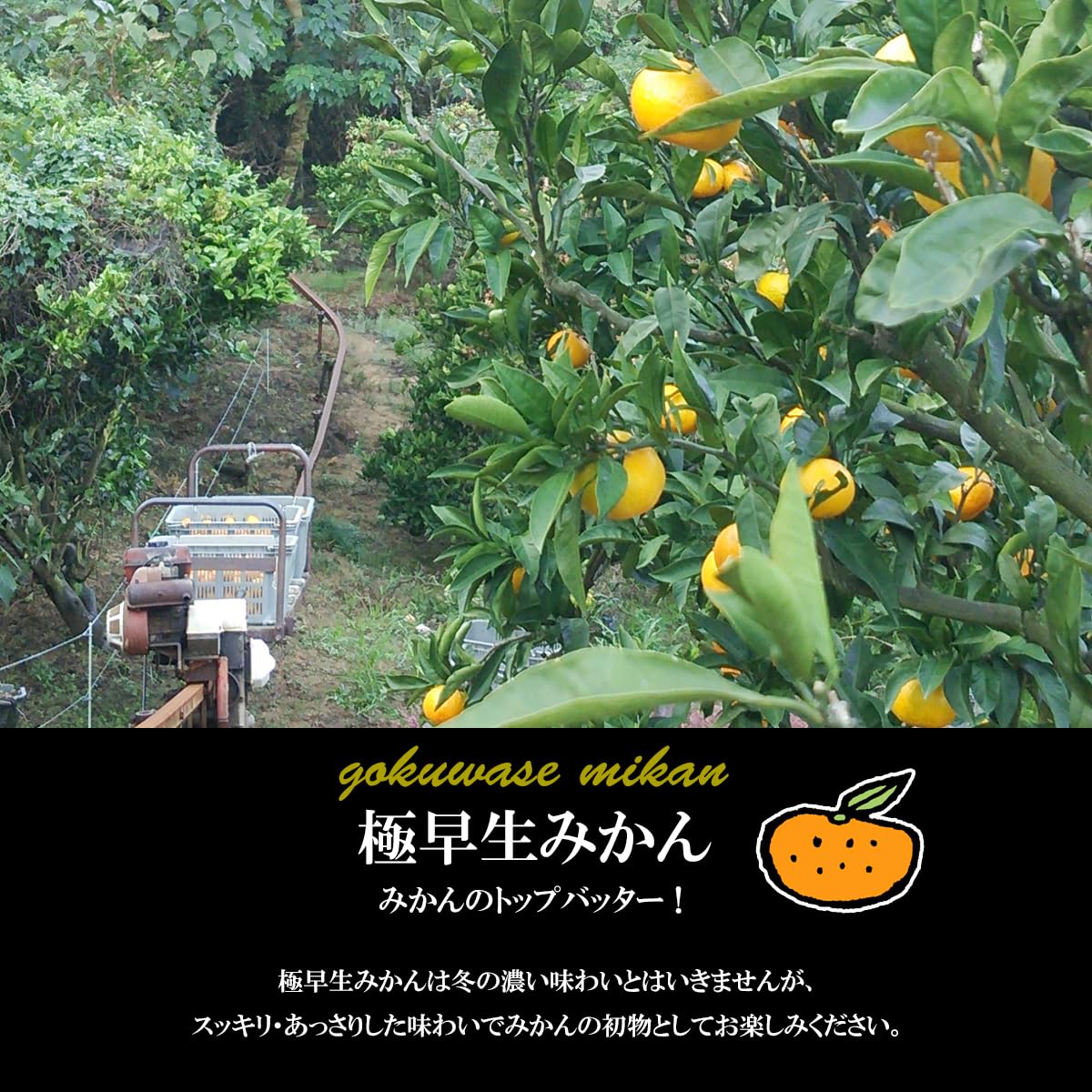 Amazon.co.jp: 希望の島 みかん 極早生 訳あり品 サイズ込 愛媛 中島産