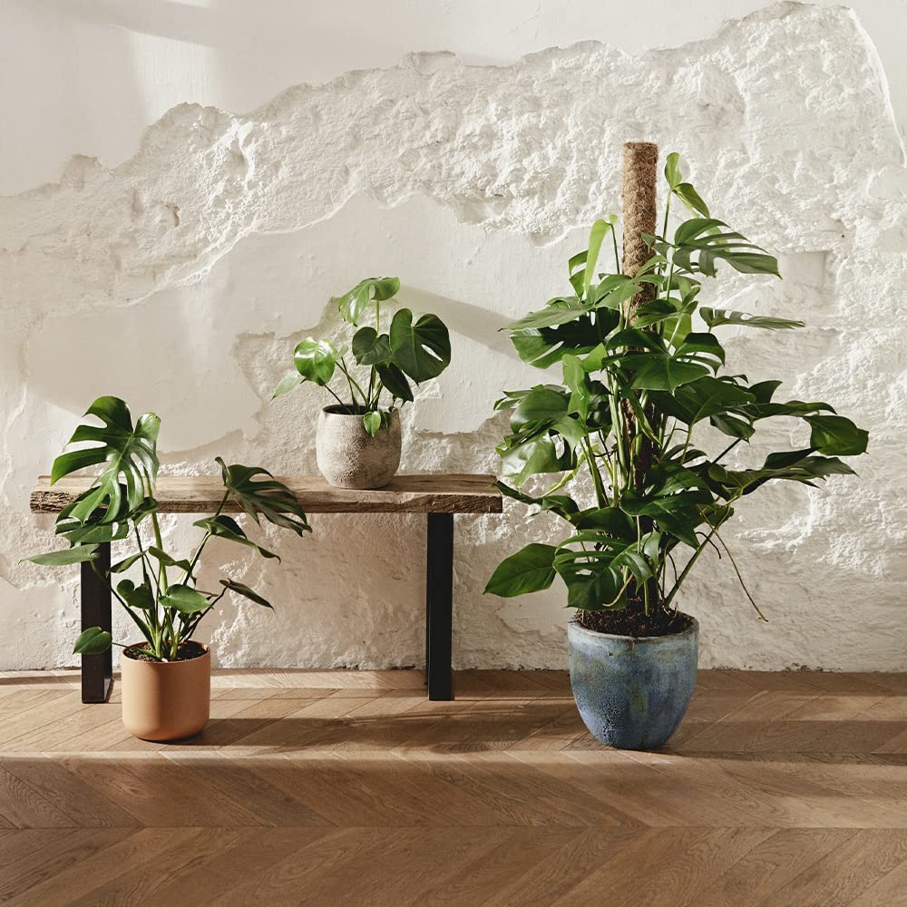 Monstera Deliciosa o Costilla de Adán | Planta natural de interior estilo tropical con altura 120-130 cm y con tutor incluido - Maceta del 24ø | April Plants