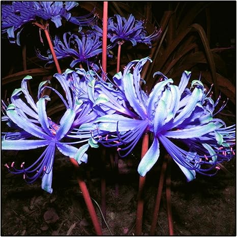 Amazon ヒガンバナ リコリス 彼岸花球根で販売 観葉植物 不思議な色の珍しい花 信頼できる売り手 バルブオブザイヤー 3 球根 D 花