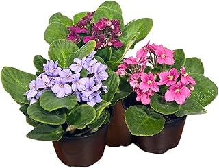 PLANTVERS Set of 3 African Violets in 4" Grow Pots | Assorted Bloom Colors | Saintpaulia Indoor Flowering Plants | Easy Care Gift-Ready Greenery for Home or Office
