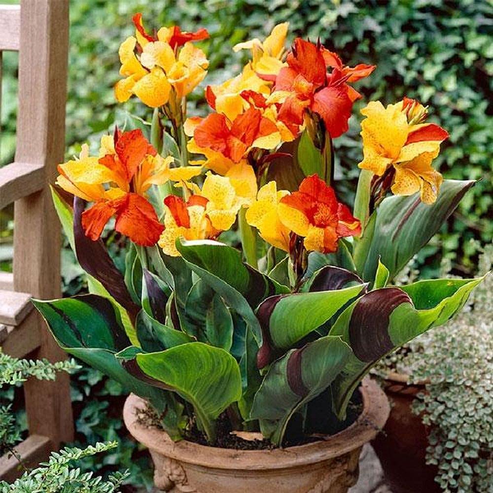 See full amazon price history chart for PLANTOGALLERY Flower Bulbs | Canna Lily 5 Exotic Flower Bulbs For All Season PLANTOGALLERY Flower Bulbs | Canna Lily 5 Exotic Flower Bulbs For All Season (B09B2LYJM6) Amazon Price History, Amazon Price Tracker