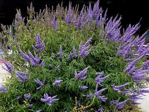 Chaste Tree | 3 Live Plants | Texas Lilac Shoal Creek Vitex Agnus Castus | Purple Flowering Lilac Shrub #TOP4