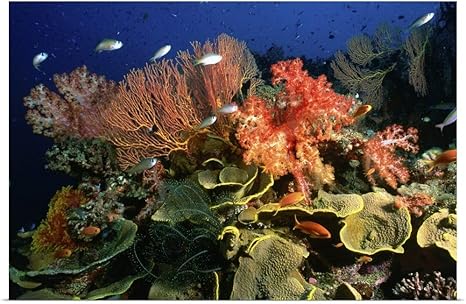 Amazon Greatbigcanvas ポスタープリント 美しい組み合わせ ソフトコーラル ハードコーラルシーファン 48 X 32 13 48x32 None アートフレーム ポスター オンライン通販