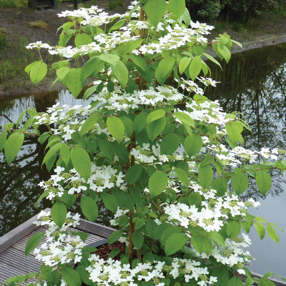 Japanese Snowball Viburnum Plants, Hardy Elegant White Blooms, Upright Growing for Shrub Borders, Cottage & Woodland Gardens, 2 x 3.6 Litre Pots Viburnum Plicatum Kilimanjaro by Thompson and Morgan