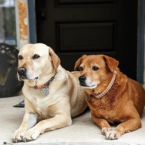 Miniatura 4 de Elegant little tail - Collar ajustable para mascotas, duradero, diseño a cuadros en color amarillo, para otoño y día festivo, regalo para perro