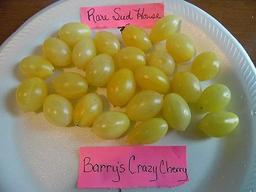 Miniatura 4 de Barry'S Crazy Cherry Tomate Seeds - Massive Clusters jocad (100 Semillas)