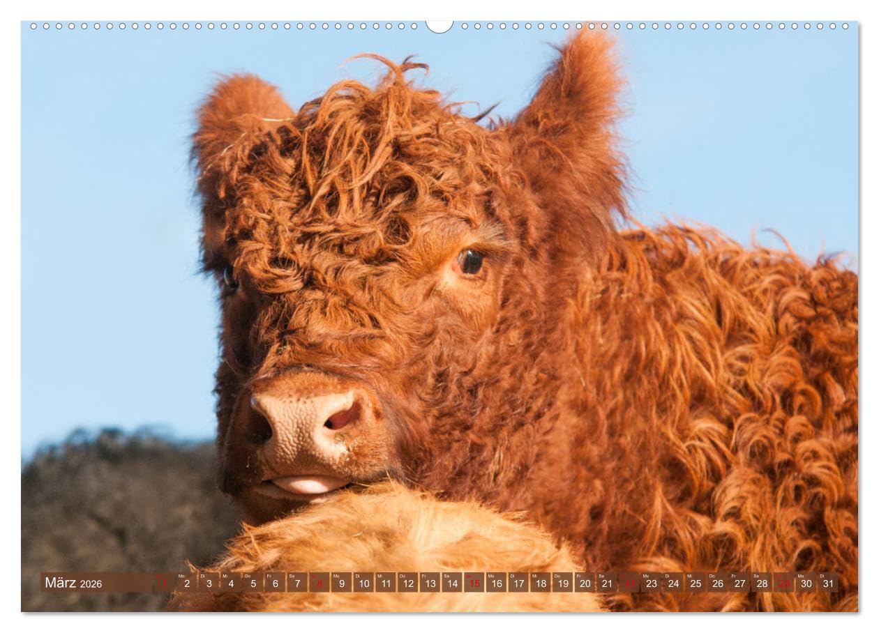 Schöne Schotten - Galloway im Porträt (Wandkalender 2026 DIN A2 quer), CALVENDO Monatskalender: Grandiose Aufnahmen zauberhafter Rinder (CALVENDO Tiere)