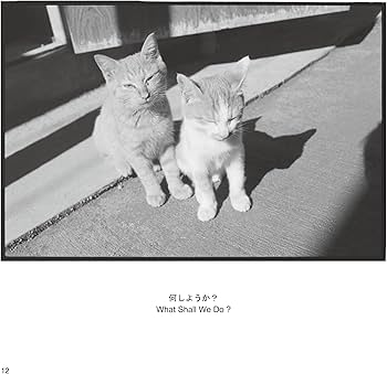 Amazon.co.jp: 猫の園があった―新潟・五十嵐 白黒フィルムの猫たち