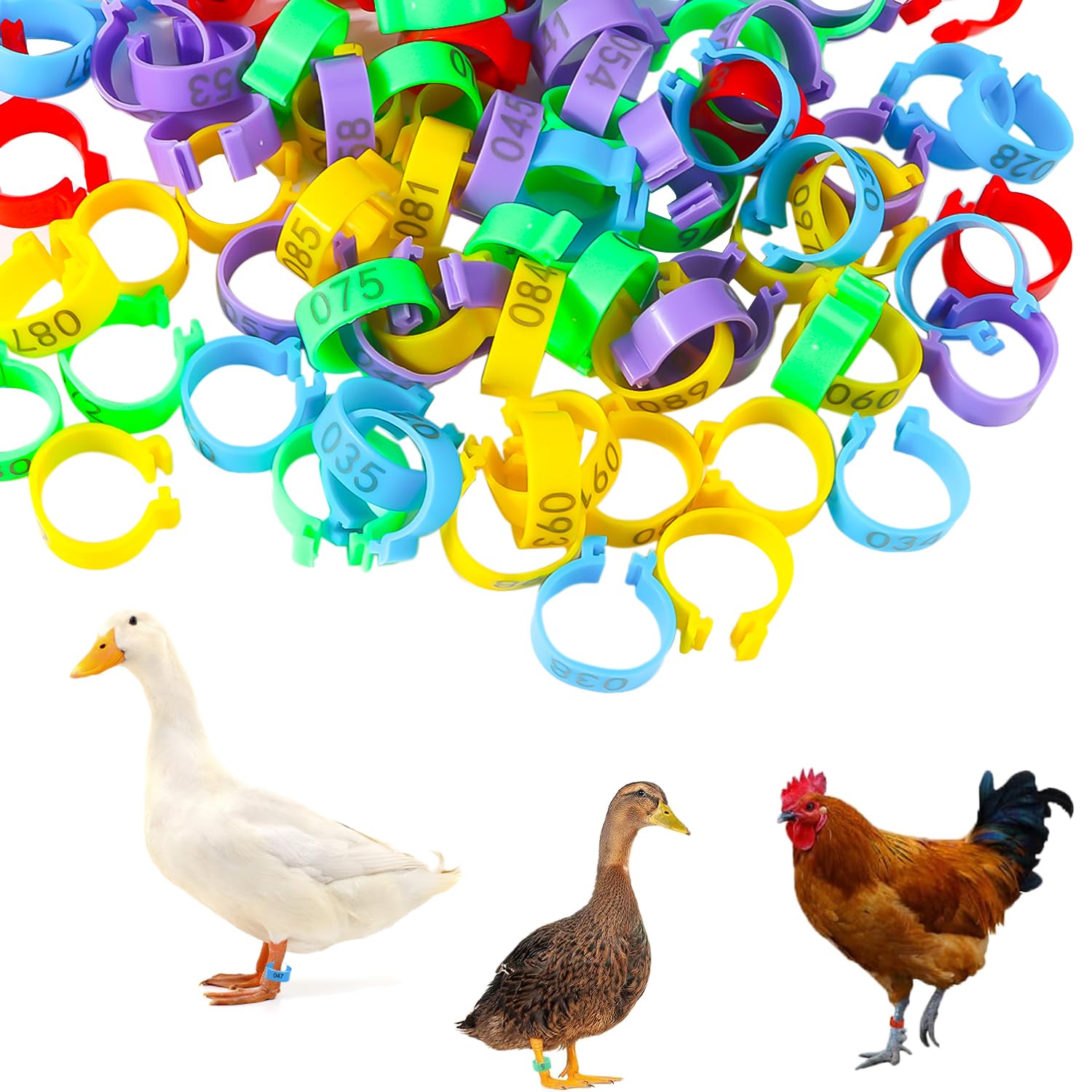 Anillos para las piernas de pollo 20mm Identificación multicolor clip numerado para aves de corral pavo pato ganso Guinea