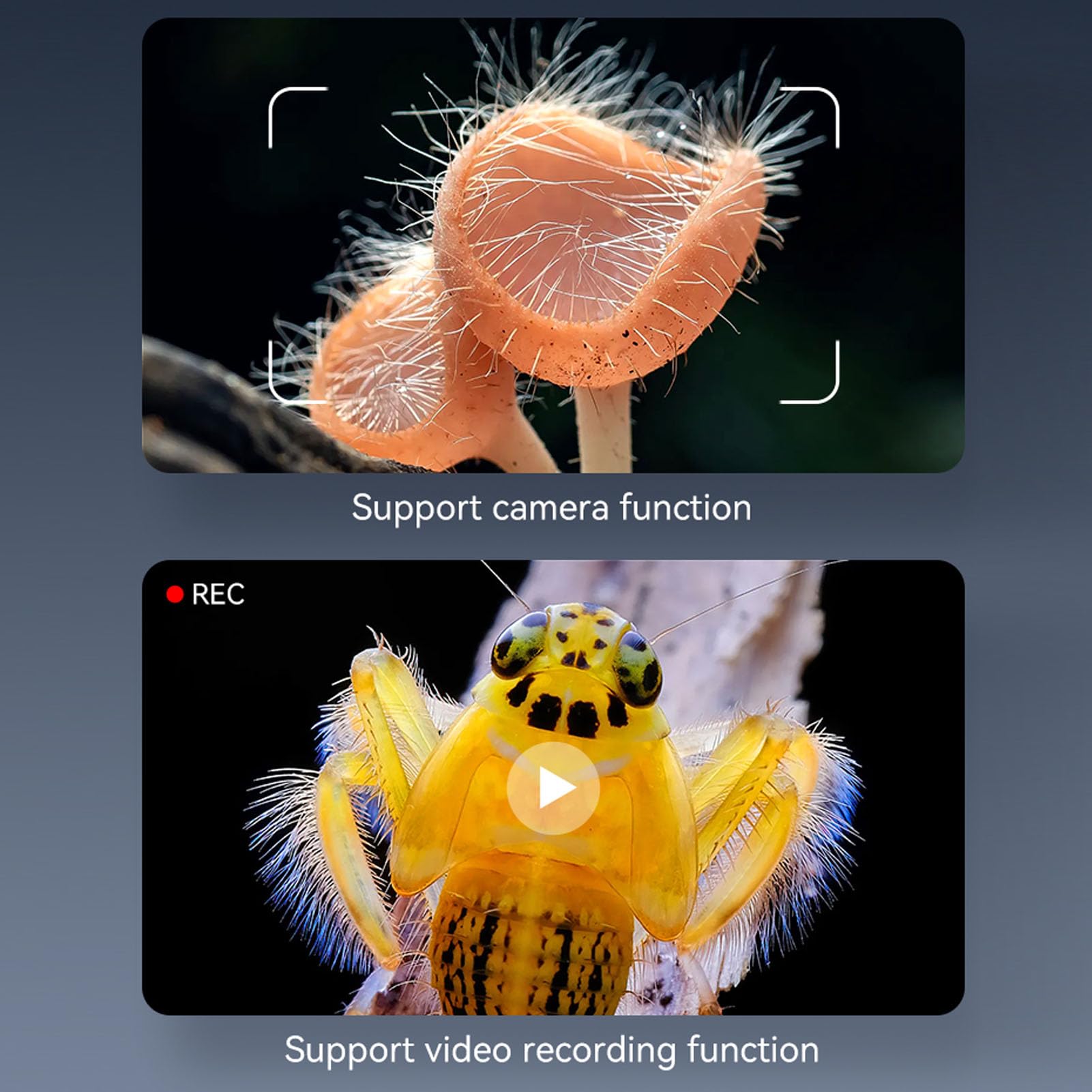 Luocute Microscopio Digitale per Adulti, Schermo IPS da 4,3 Pollici