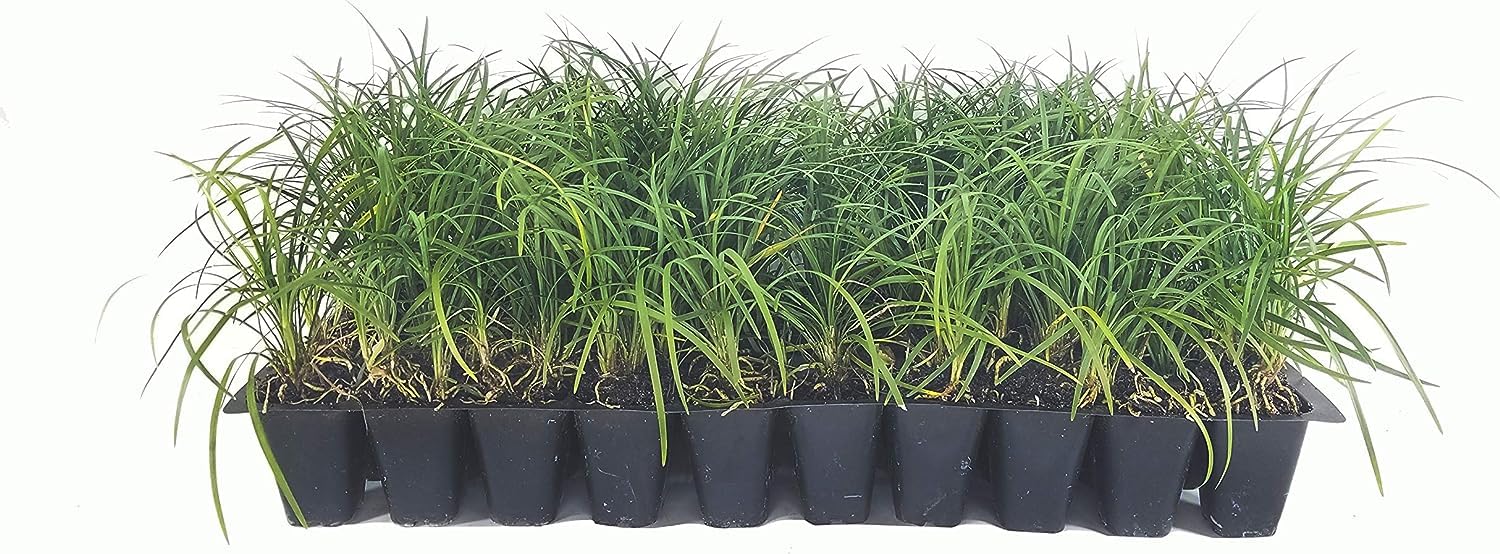 Mondo Grass 3 Live Plants