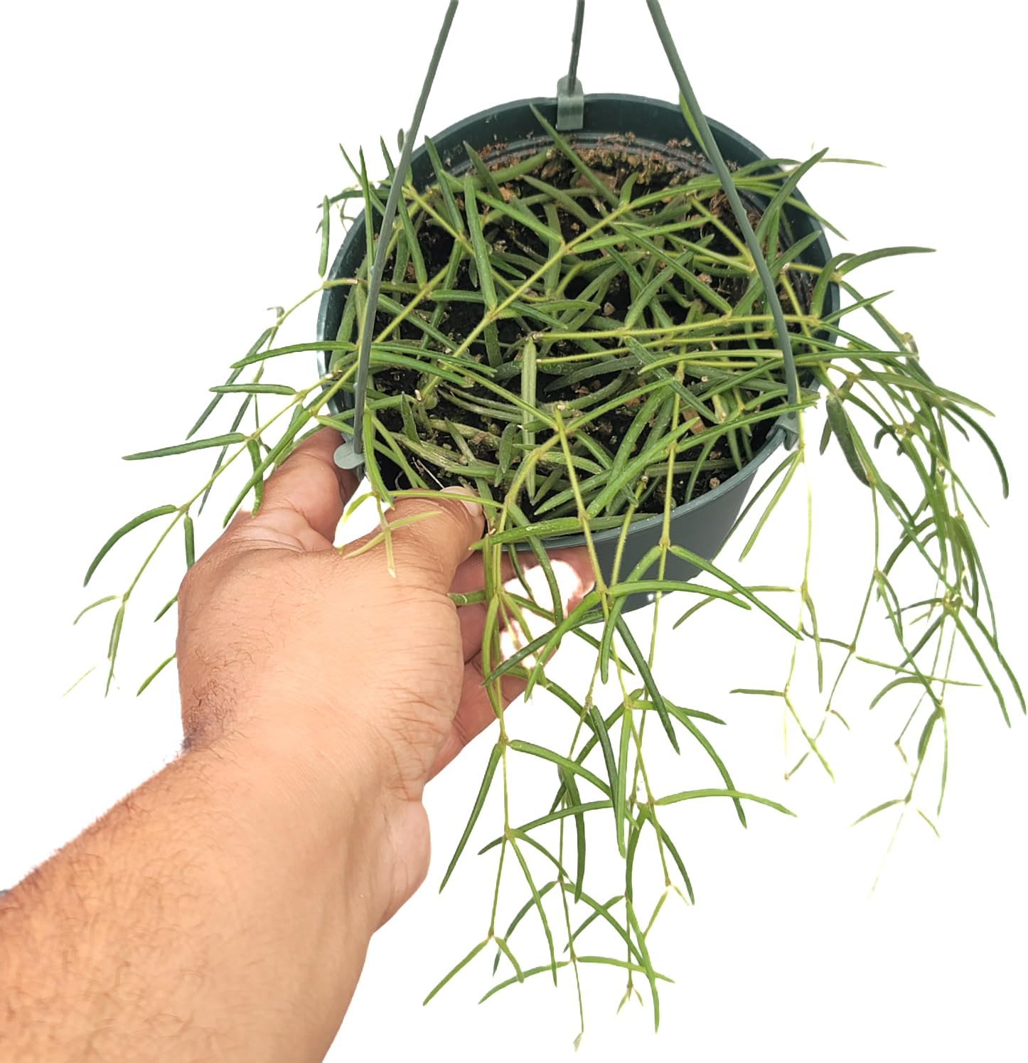 Hoya Linearis Live Plant in 6” Hanging Pot – Rare Trailing Houseplant with Fuzzy Foliage - Hoya Plants Live Houseplants - Air Purifying Plant - Ships from CA (6" Hanging Pot, Short)