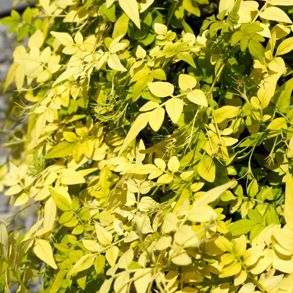 Jasminum officinale Fiona Sunrise Evergreen Climbing Jasmine Golden Yellow Foliage Fragrant Ivory White Flowers Summer Blooms Attracts Bees 1x 9cm Pots by Thompson and Morgan