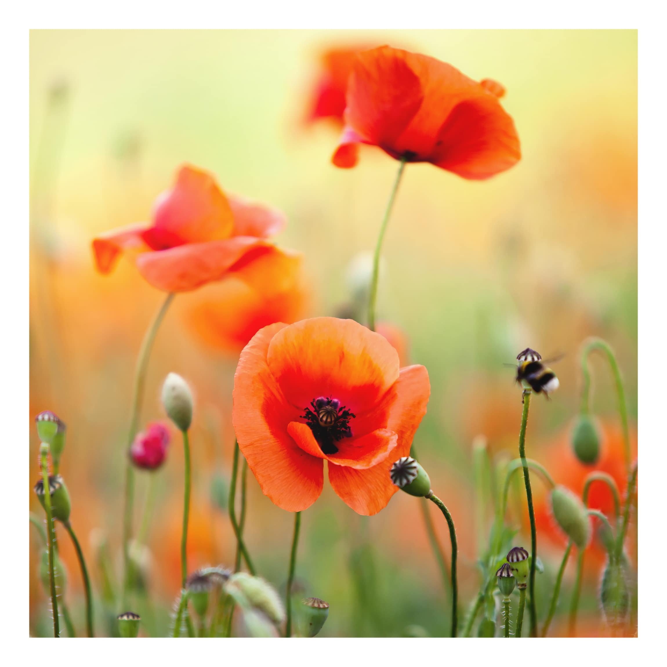 Fond de hotte avec support épaisseur 4mm fleurs crédence cuisine coquelicot verre trempé panneau mural vert crédence en verre motif cuisine 1973 (60x59cm)