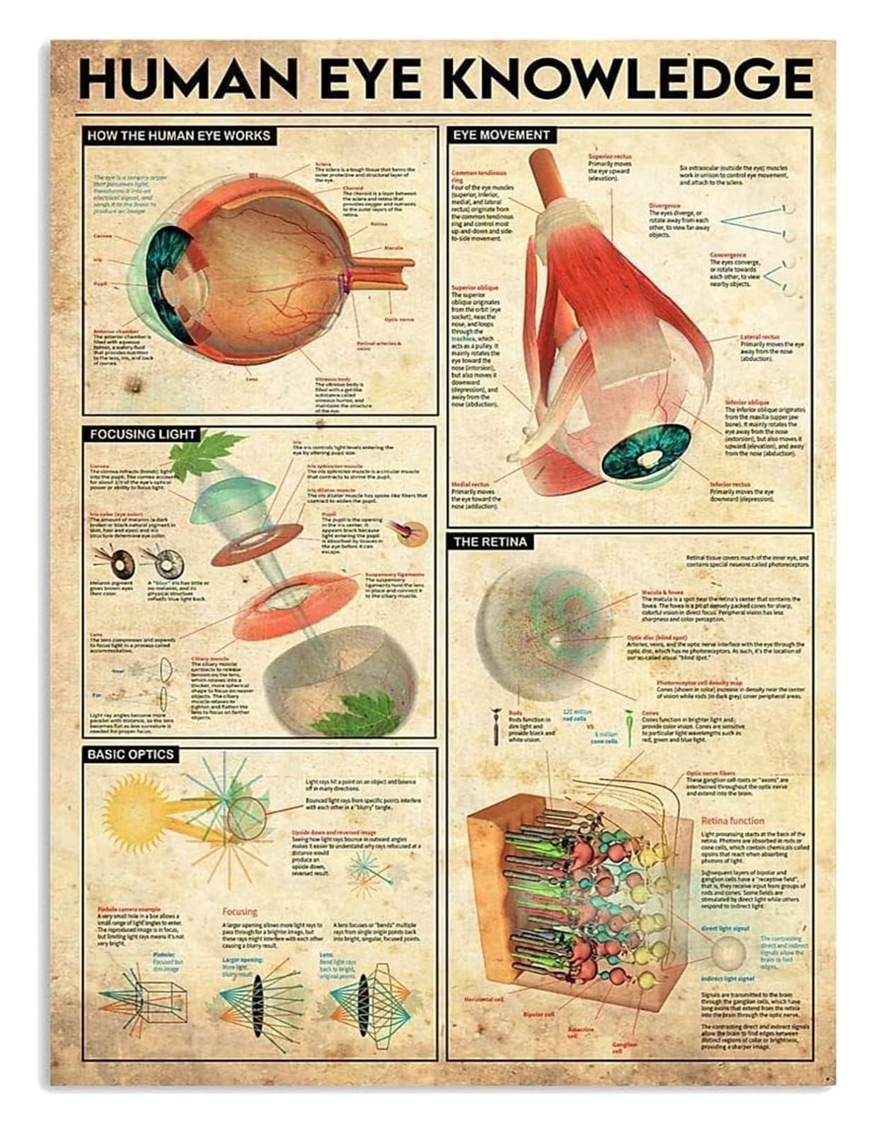 ICYJRFHLTF Vintage Eye Anatomy Poster Metal Sign Retro Rustic Tin Wall-Art for Doctor Office Classroom 8 X 12 in