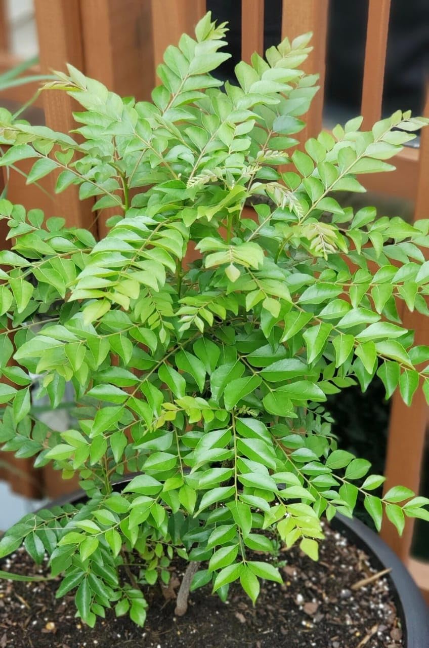 GreenWorld Special Healthy & Rare Kari Patta/Curry Leaf(Air Layered) Hybrid Live Plant Original Variety,''Pack Of 1 ''