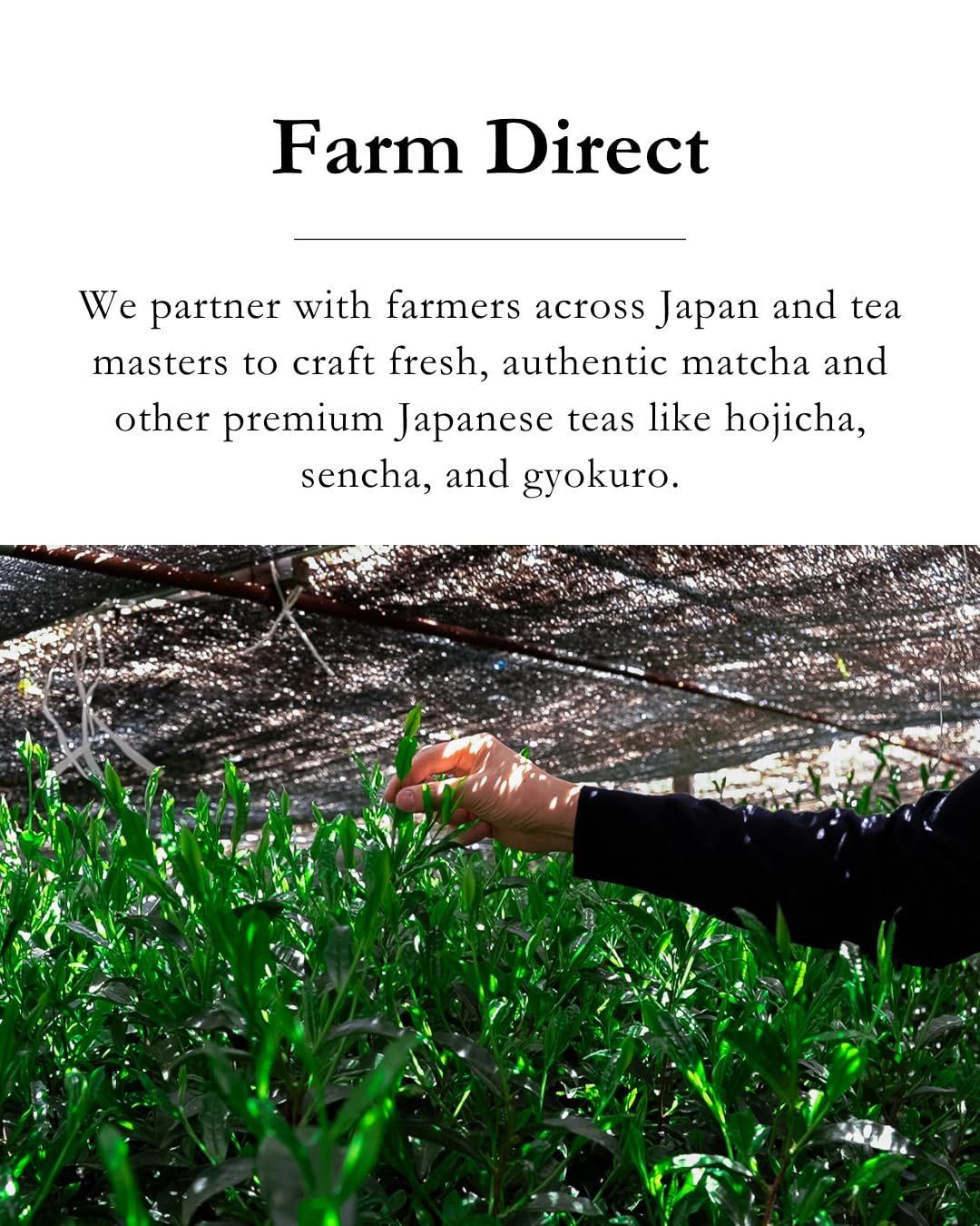 Emptea Kagoshima Matcha Powder Ceremonial Grade First Harvest Tea Master Blend Japanese Green Tea Powder from Kagoshima Japan — view 7