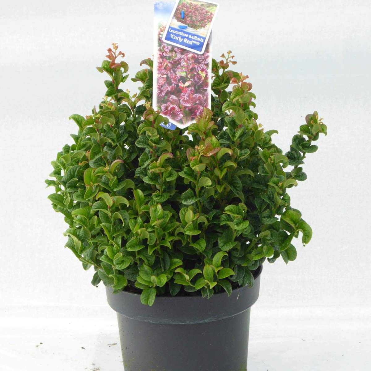 Charellagardens PlantsLarge Leucothoe Curly Red - Established 5 Litre Plants. Evergreen with fantastic Autumn and Winter colours