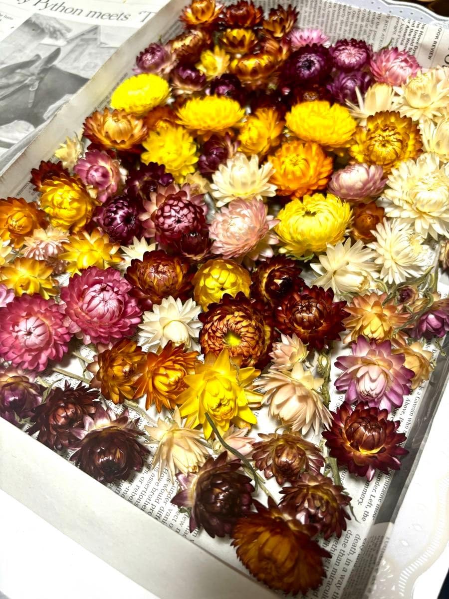 ドライフラワー 3種の花材セット 貝細工など ドライフラワー 3種の花材セット 貝細工など