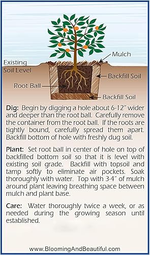 Miniatura 9 de Blush Pink Nandina - 3 galones - Southern Living - Arbusto de hoja perenne enana - Follaje de color rosa rubor - Bajo crecimiento compacto - Zonas