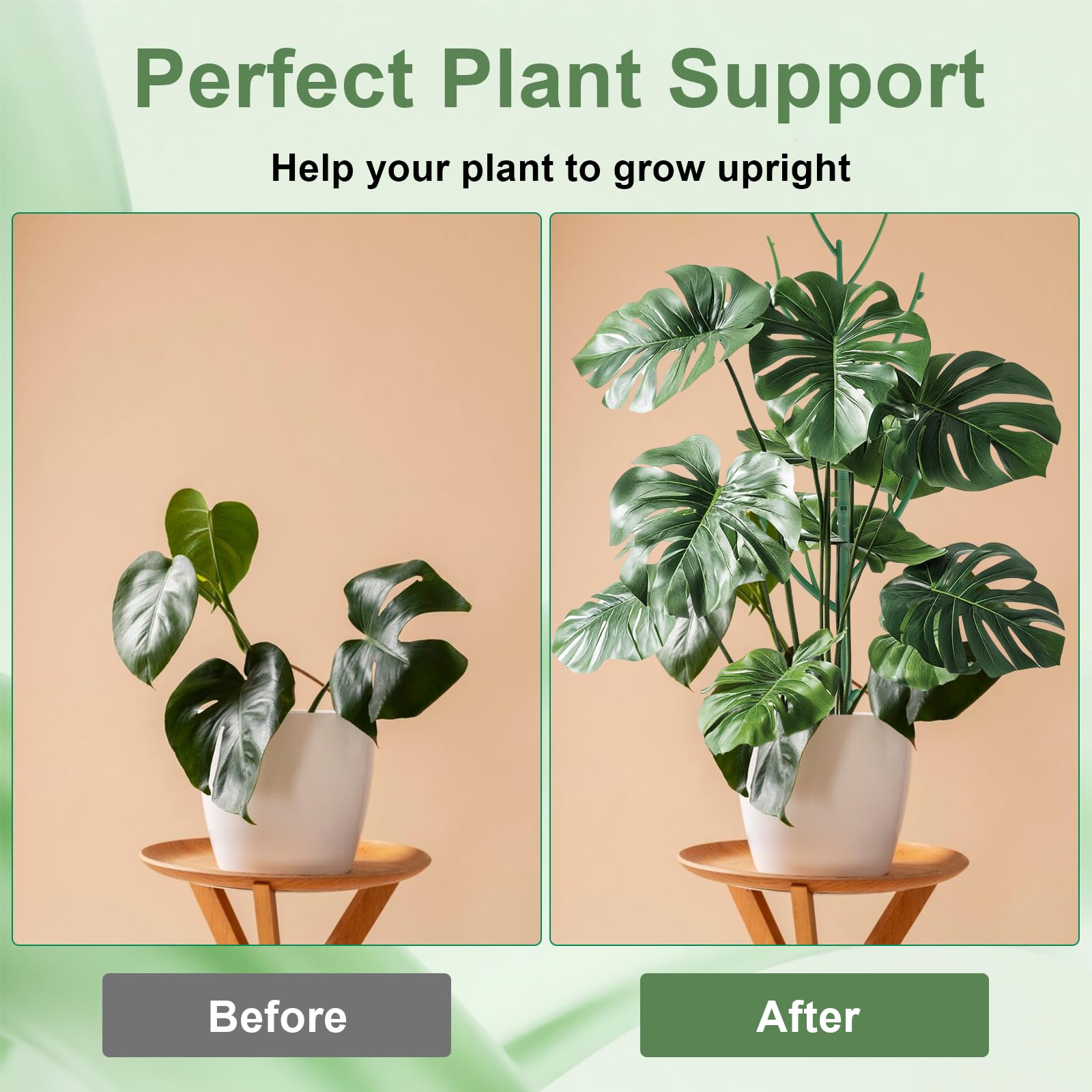 fensterblatt monstera deliciosa Monstera Deliciosa  Fensterblatt