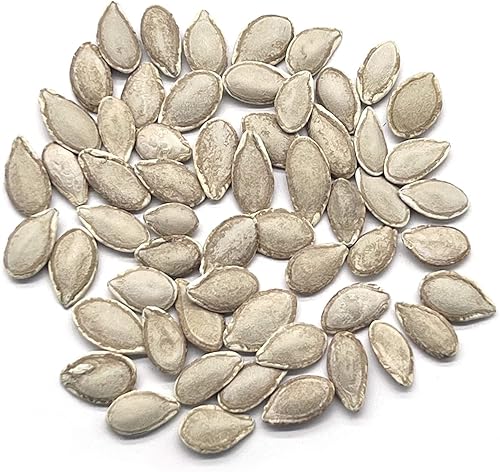 Miniatura 2 de The Old Farmer's Almanac Heirloom Winter Squash Seeds (Waltham Butternut) - Aproximadamente 40 semillas - Sin OMG, polinizado abierto, origen