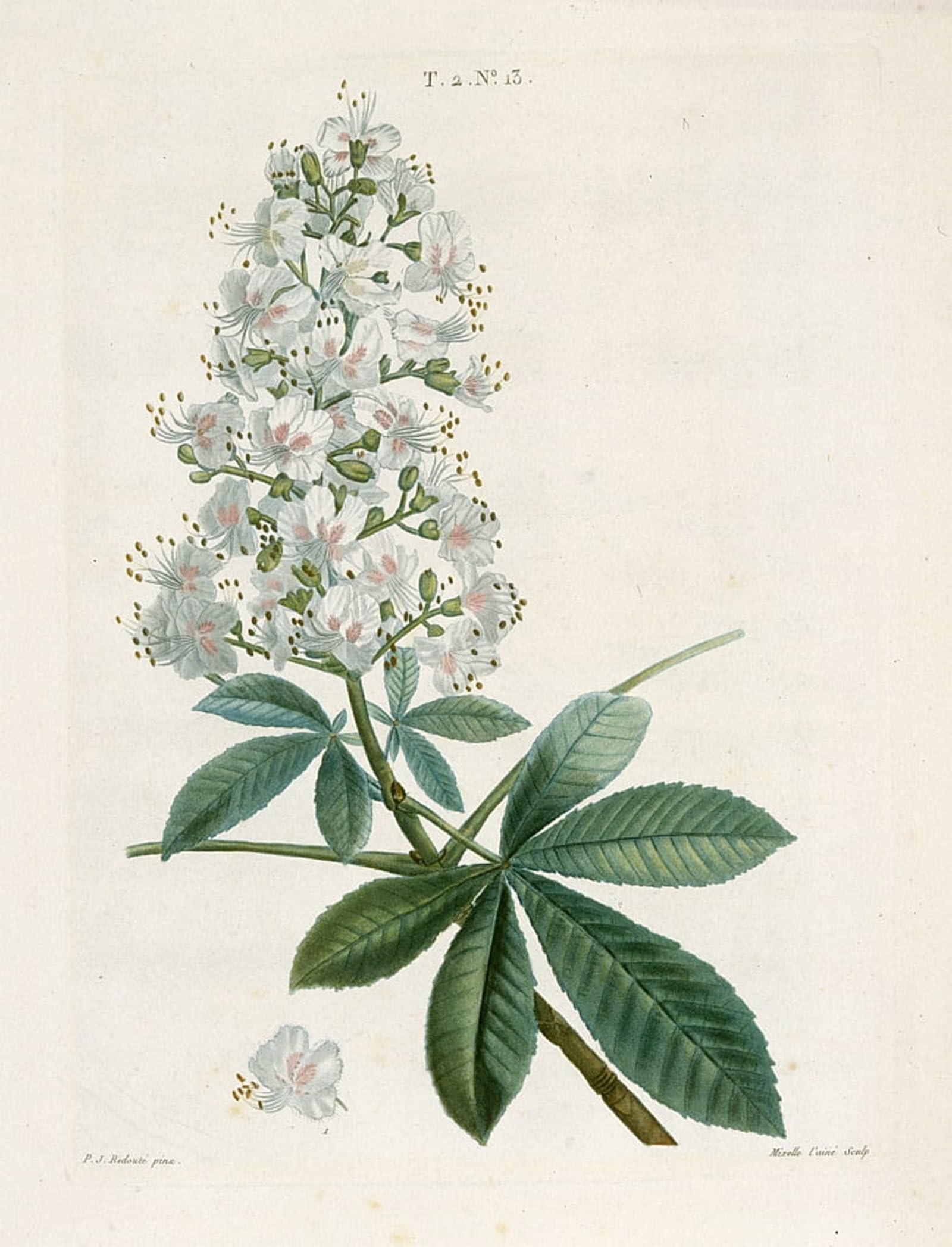 ARTXLXXBN Famous Art Print Poster Vintage Wall Art Aesculus Hippocastorum Horse-chestnut by Pierre Redouté Canvas Art Poster for Home Decor 60x90cm