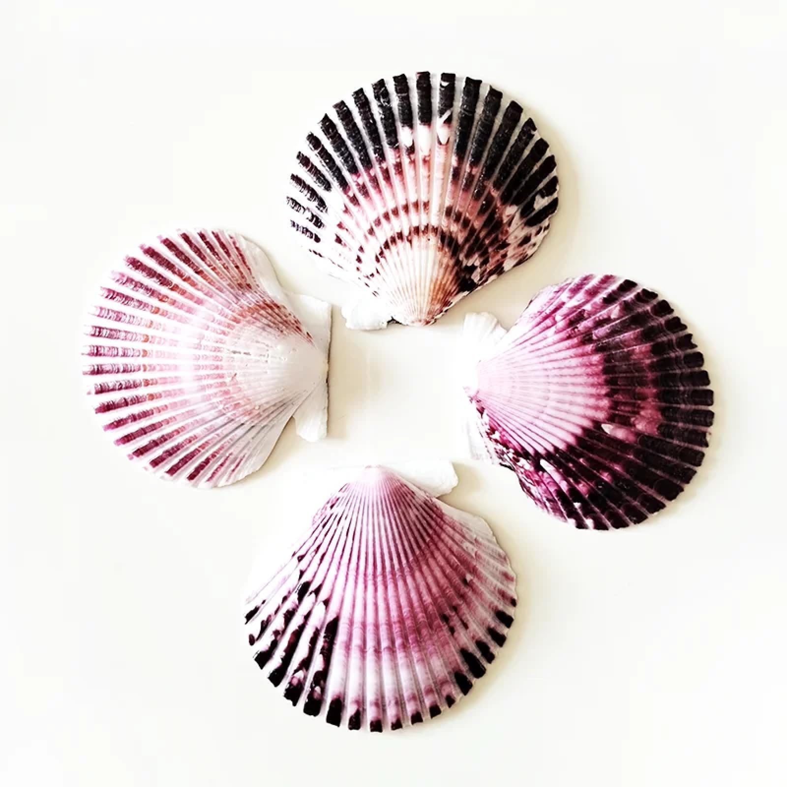Conchiglie per decorazione, 4 pezzi 8-9 cm viola smerlato naturale conchiglie di mare decorazione artigianato ornamento per acquario decorazione domestica