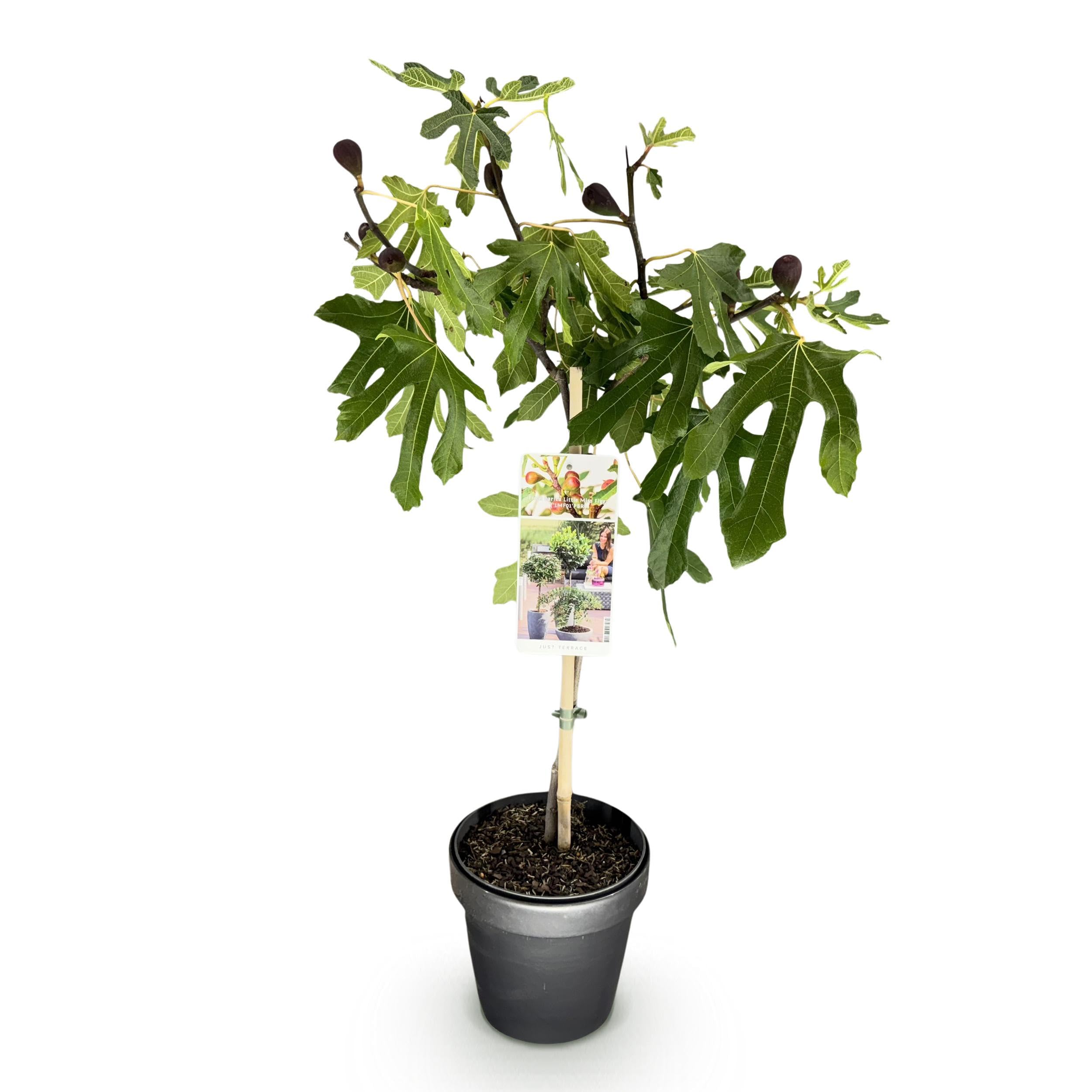 Ficus carica Little Miss Figgy - Roślina tarasowa - Liściasta - Odporna - Zielone owoce - 80-90cm - Ø19cm - Roślina ogrodowa