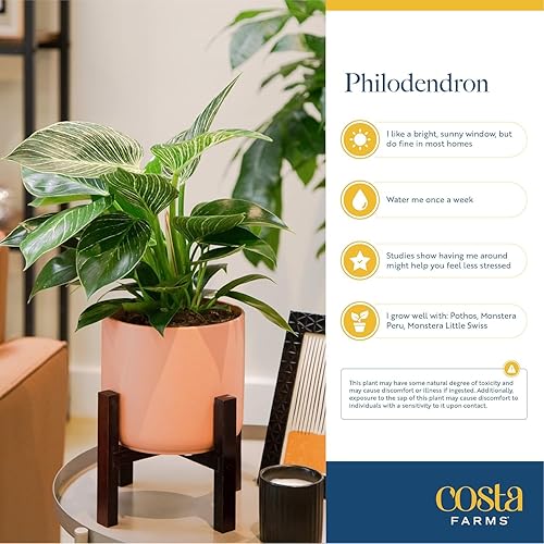 Miniatura 6 de Costa Farms - Philodendron birkin, planta de interior viva, 14 pulgadas de alto, maceta decorativa blanca, colección Trending Tropicals
