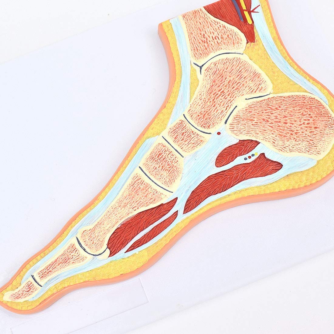 GTHTUHFD Educational Model Human Foot Model Foot Joint Skeletal Muscle Model Orthopedic Teaching Medical Educational Training Aid,Medical Models