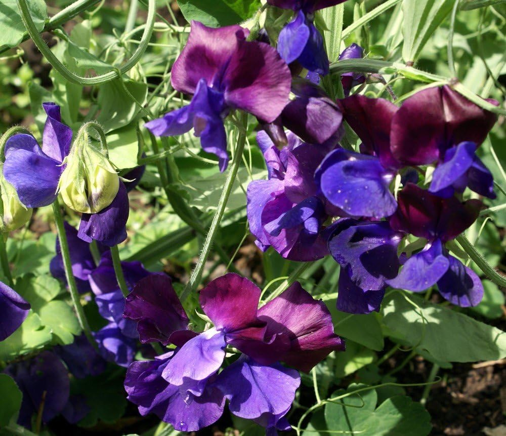 Purple Sweet Pea Seeds - Lathyrus odoratus -