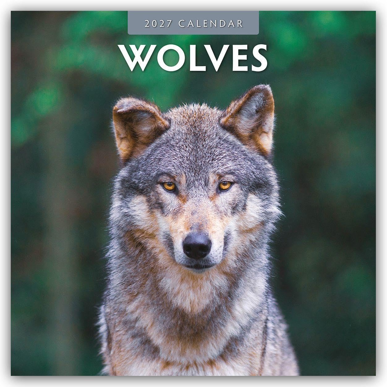 Wolves 2027 Square Wall Calendar: Original Red Robin Publishing Ltd-Kalender [Mehrsprachig] [Kalender]
