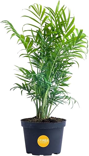 Miniatura 39 de Costa Farms Palma de bambú, planta de interior fácil de cultivar, planta de interior viva en maceta decorativa, decoración de habitación u oficina