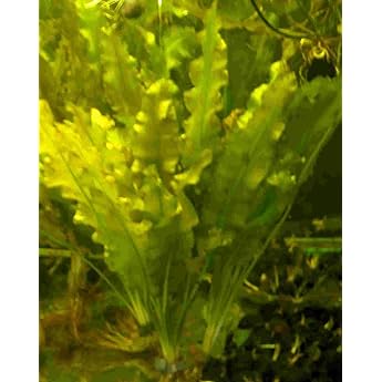 5 Aponogeton Crispus Krause Water Ear Plants