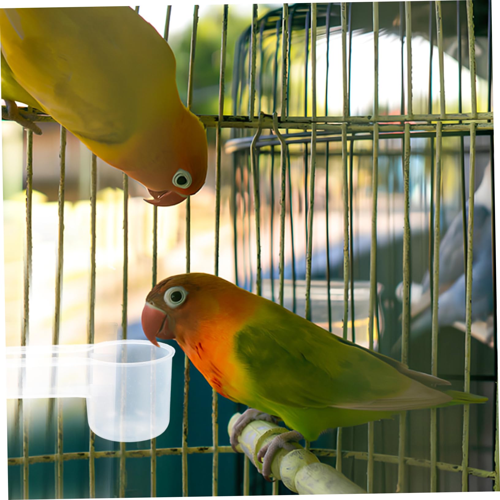 SUPVOX 10 Dispenser per Uccelli per Pappagalli e Piccioni Facile da e Resistente per Negozi Animali