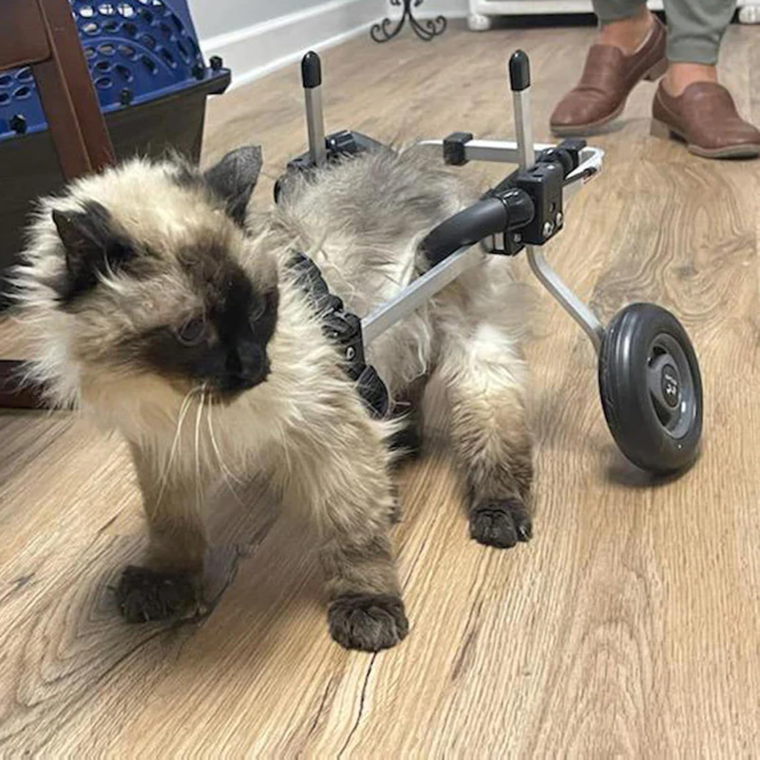 Fauteuil roulant pour chat XXS et petit animal pour aide rééducation
