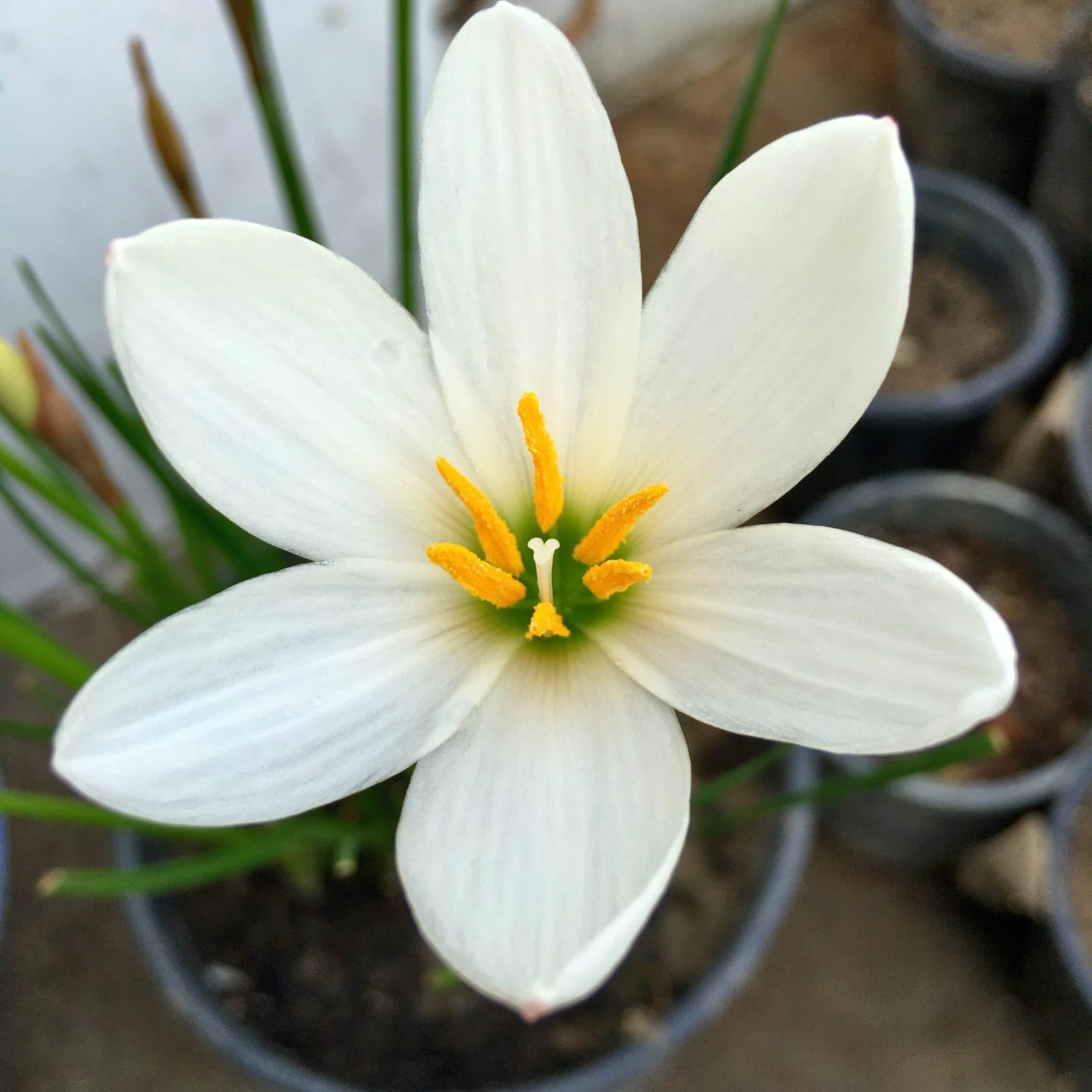 Elegant White Rain Lily Plant - Zephyranthes | White Fairy Lily