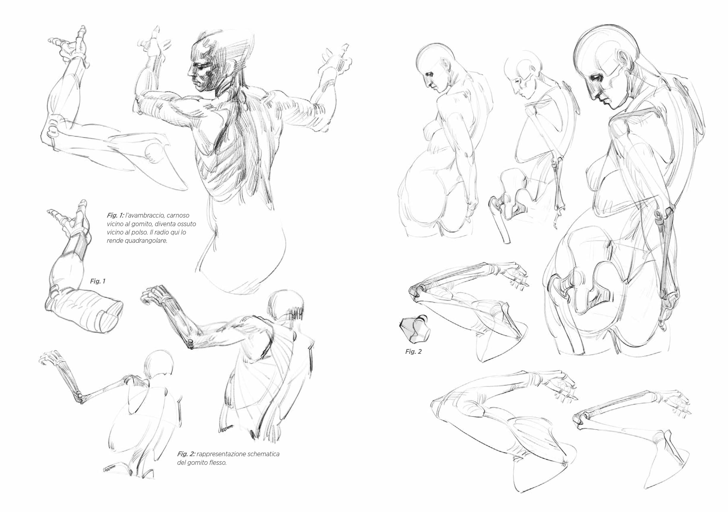 Anatomia Artistica Strutture e Superficie Vol 2