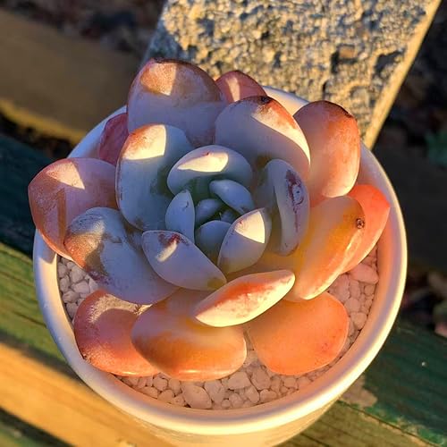 Miniatura 7 de FWPP Plantas suculentas vivas Echeveria Laui de 2.5 pulgadas, suculentas rojas raras con raíz desnuda sin tierra de maceta, plantas vivas para