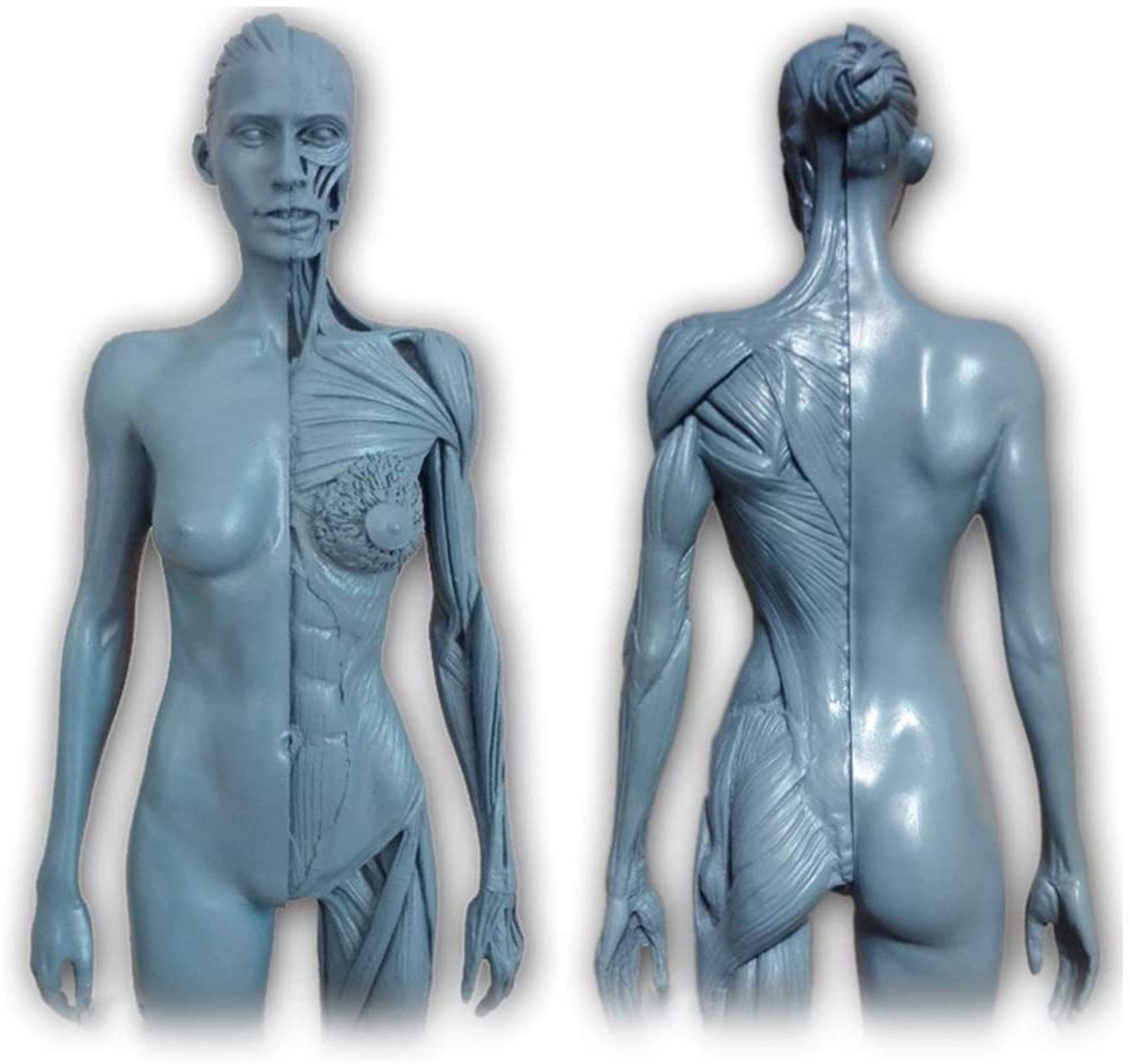 Amazon.co.jp: Female Male Anatomy Figure - Human Anatomical Muscle