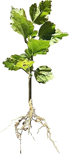 Miniatura 3 de Rose of Sharon Hibiscus - Planta viva orgánica con trasplante de raíces Arbusto Temporada de otoño e invierno: sin hojas. Espere que la planta cobre