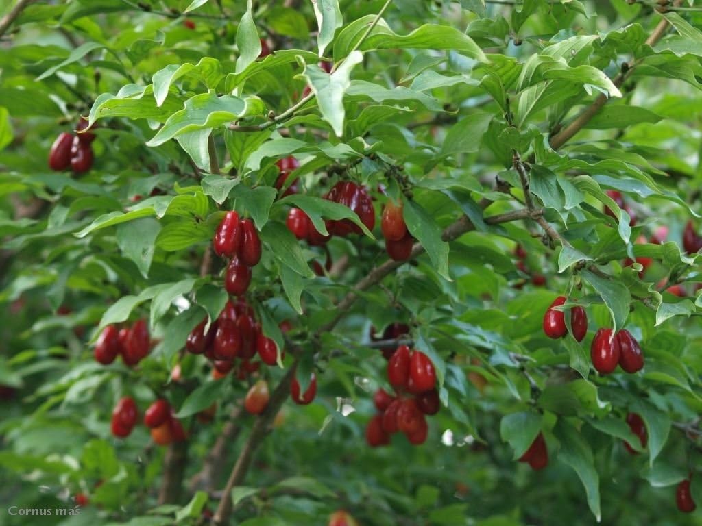 Cornelian Cherry Dogwood, Cornus Mas, Tree 10 Seeds
