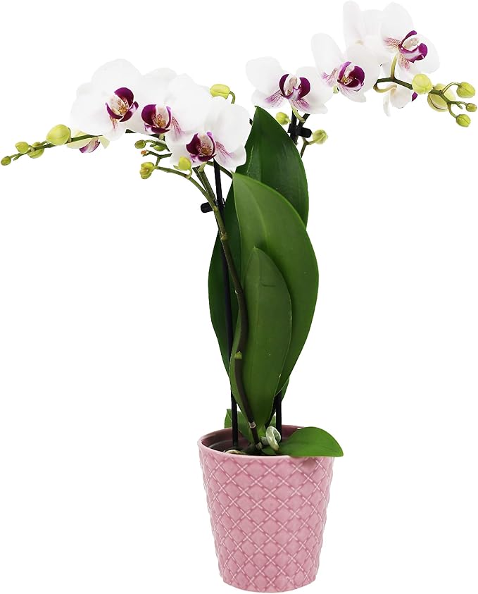 Plants & Blooms Shop™ PB107 White Orchid, Live Indoor Plant